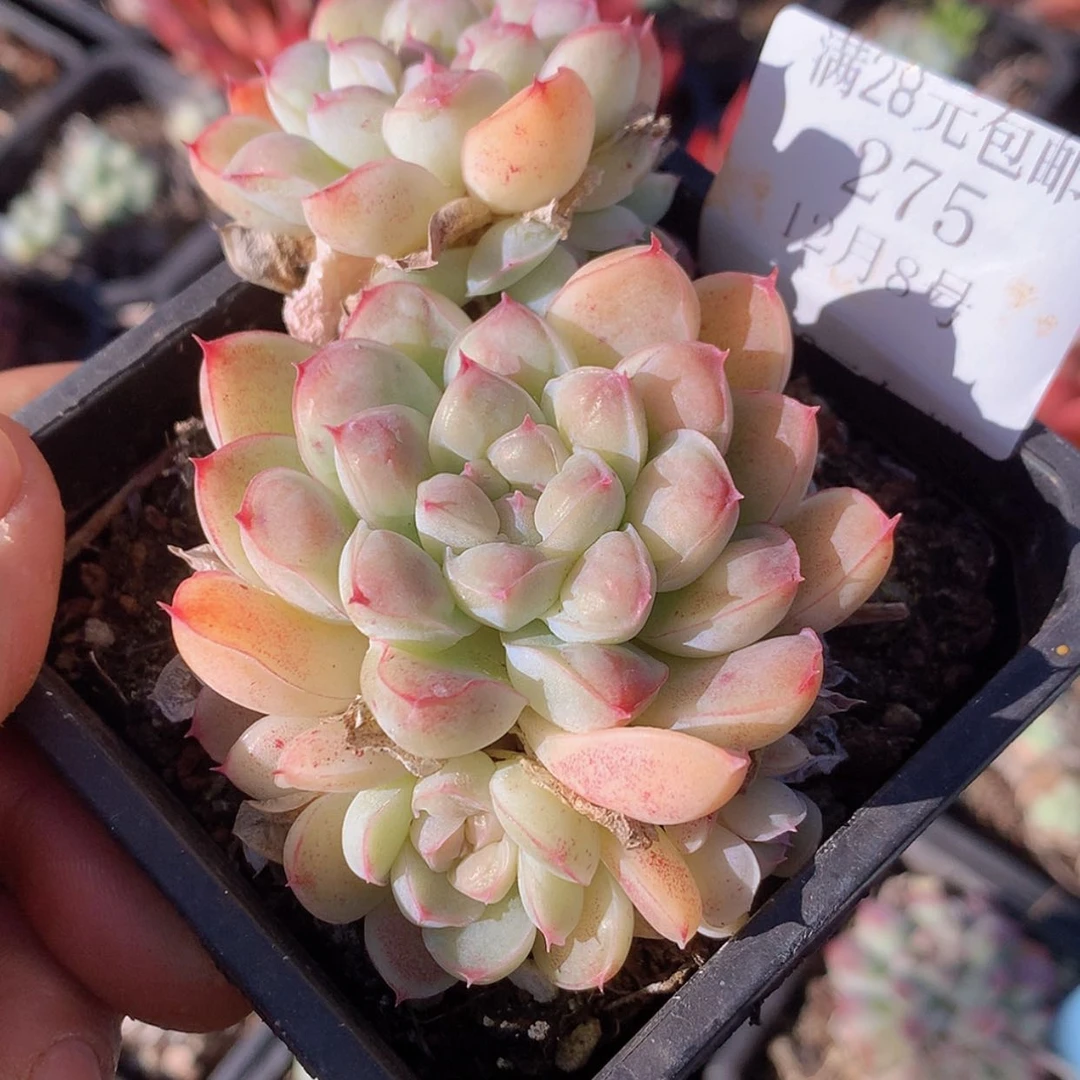 【闪购商品】云275号