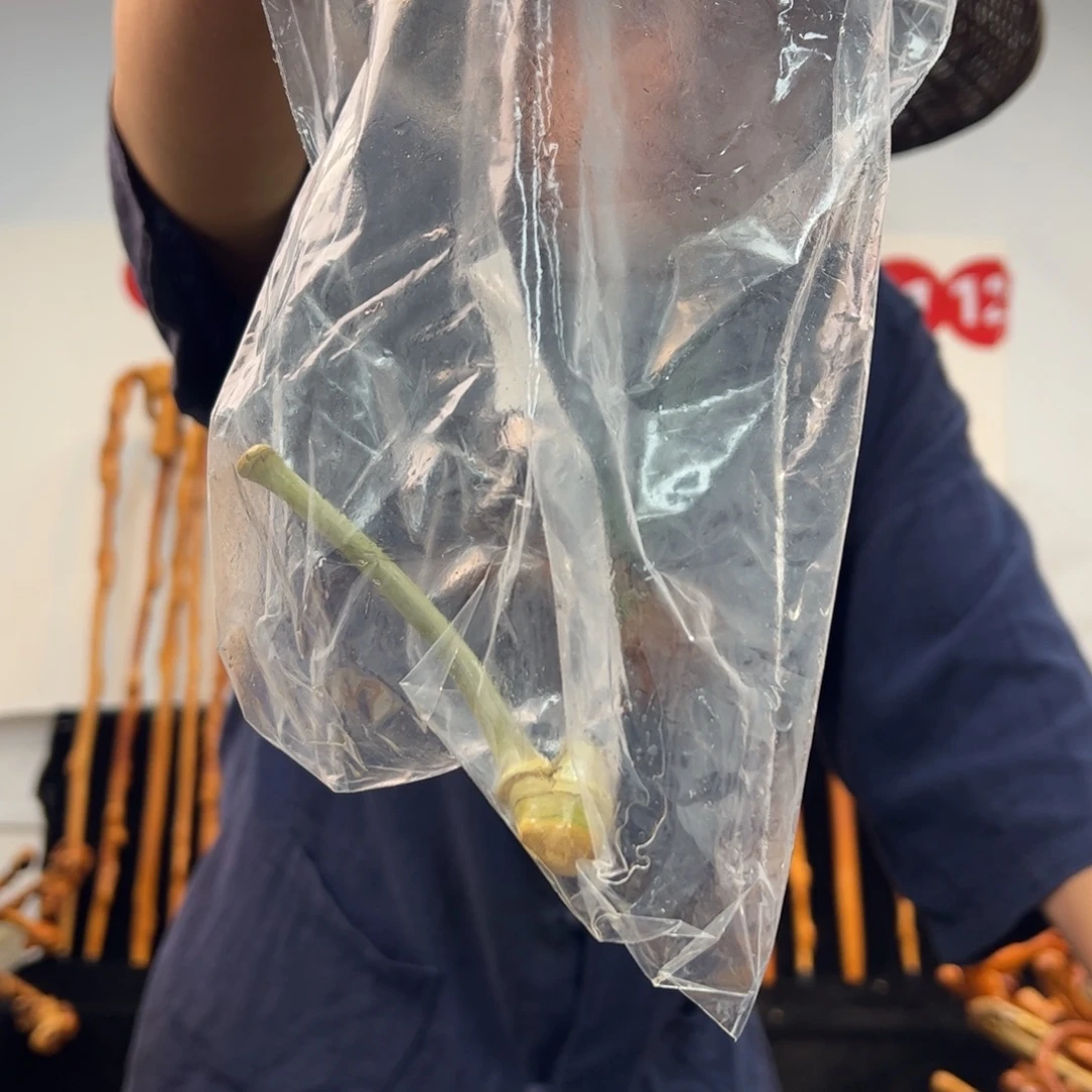 其他黑果木黑果木451