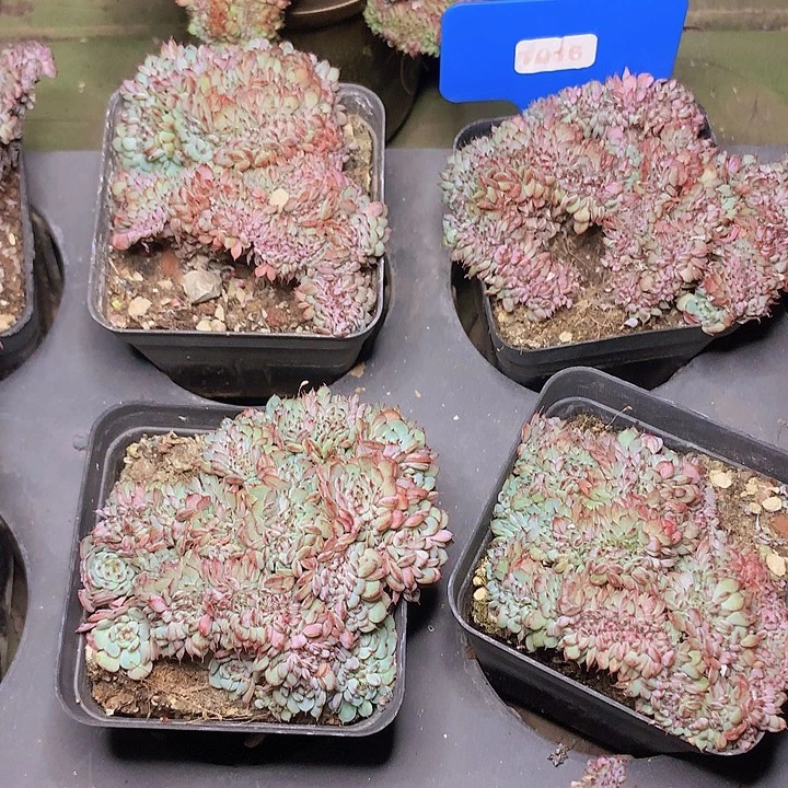 鸡莲缀化脱土发货