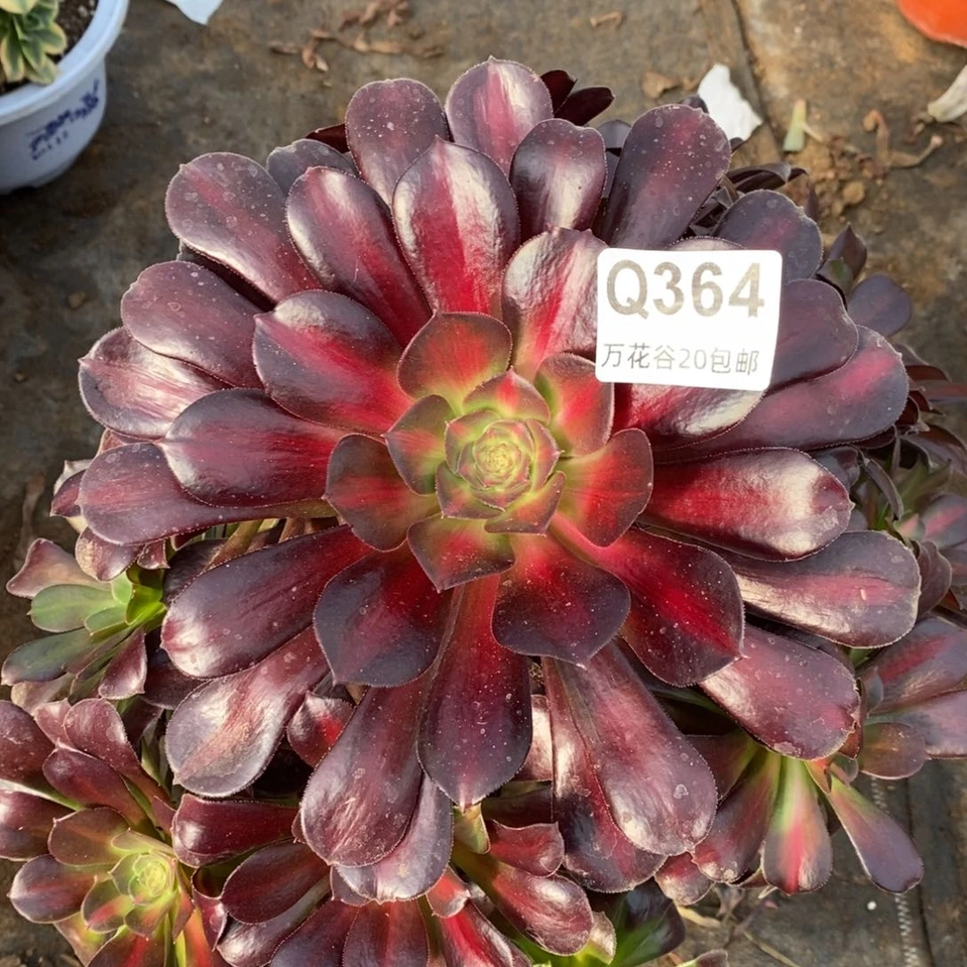 364花纳多肉植物