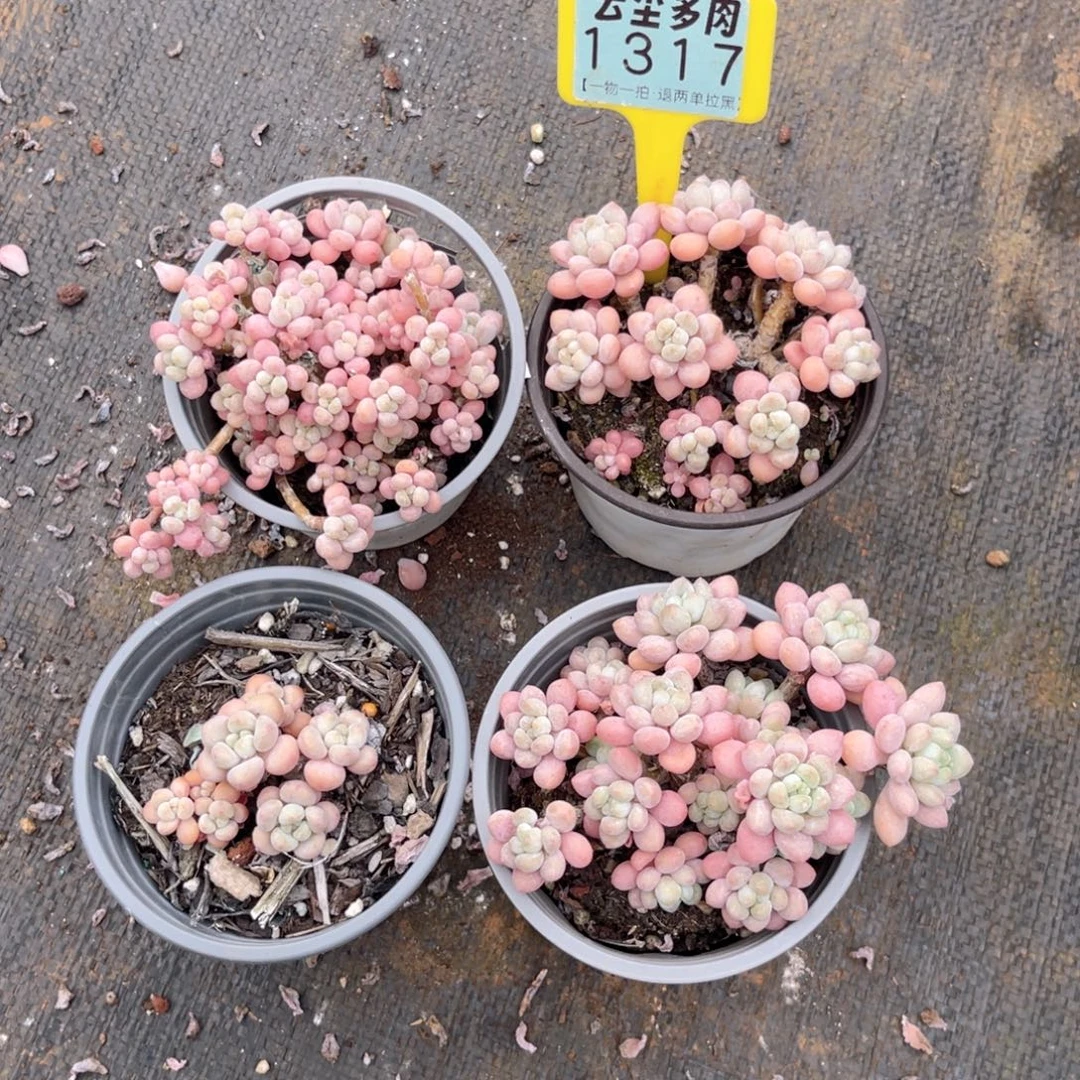 云尘多肉一物一拍1317不包整散，