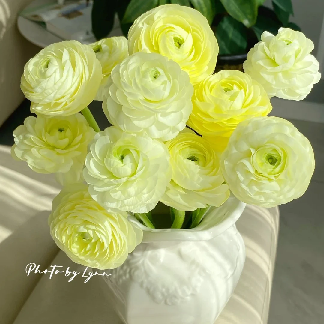 七叶花坊# 【洋牡丹-奶油黄】高品质洋牡丹 鲜花优选 顺丰直发