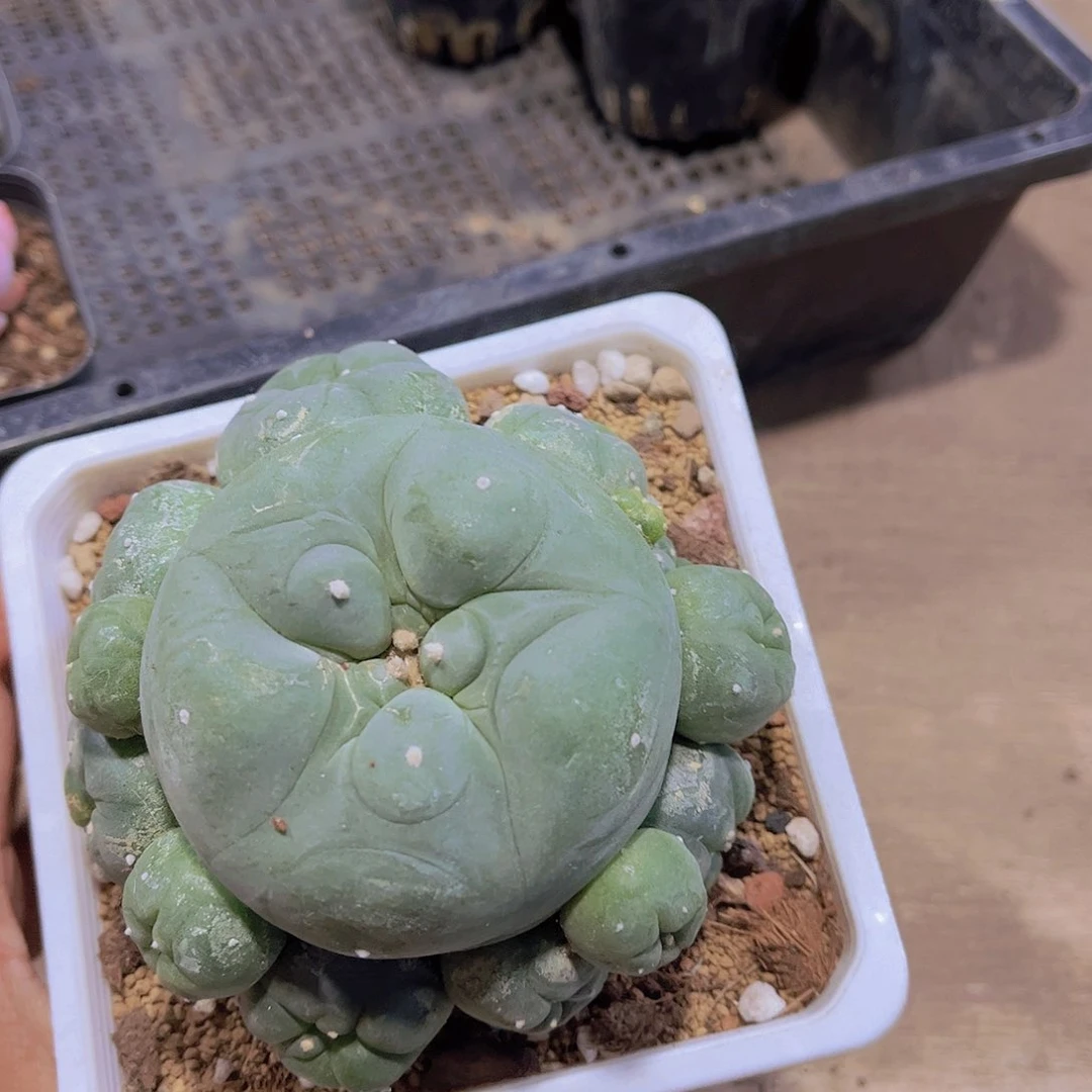 小鱼群仙人球植物1