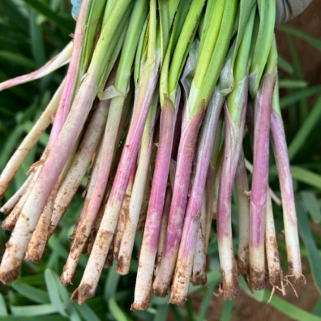 烟台头刀紫根韭菜（京东顺丰包装）鲜嫩脆甜韭菜味十足现割现发