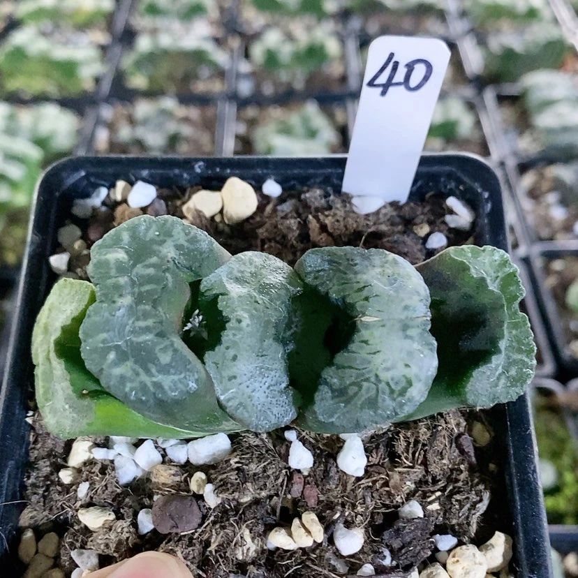 【闪购商品】40玉扇