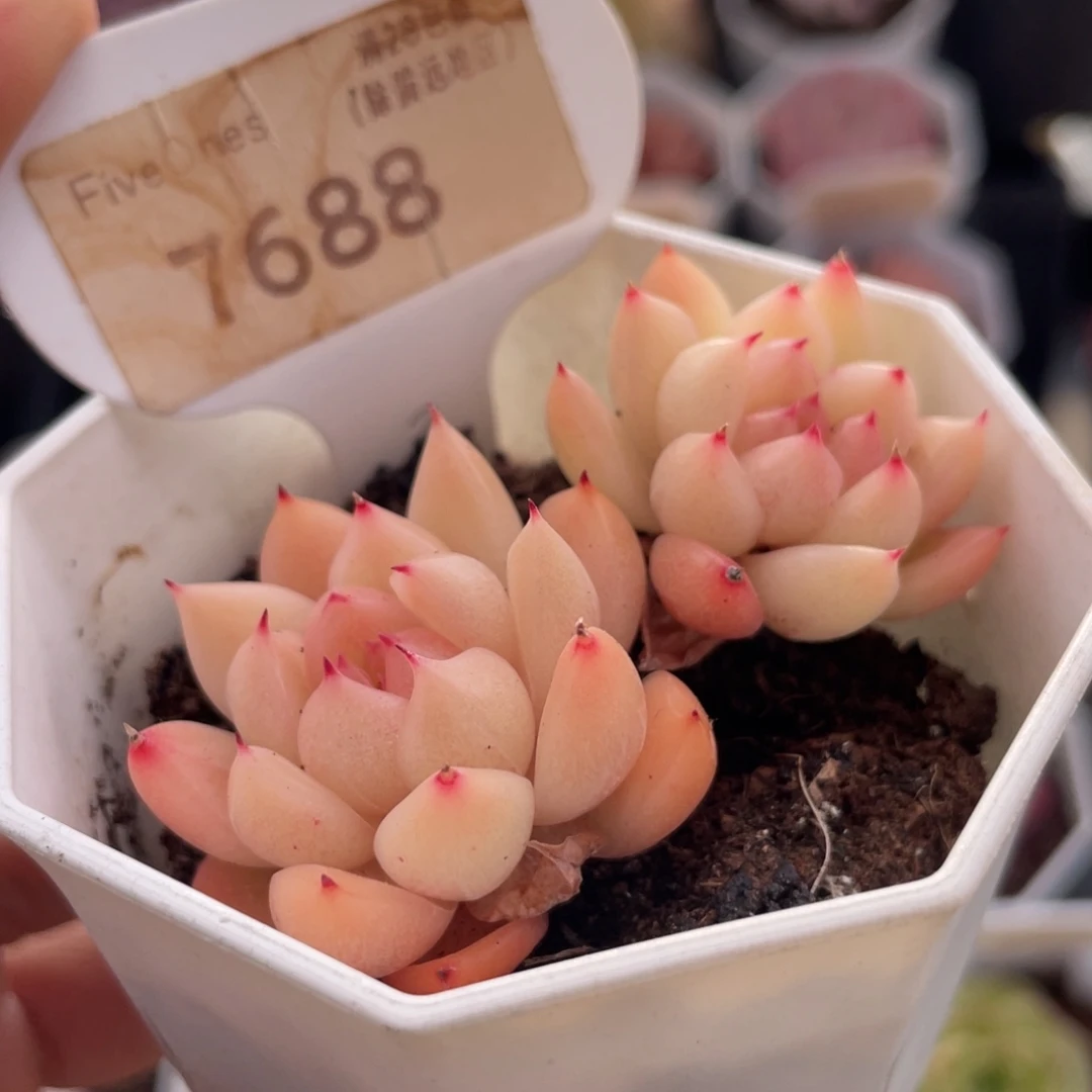 晴空珍妮7688-6.0厘米