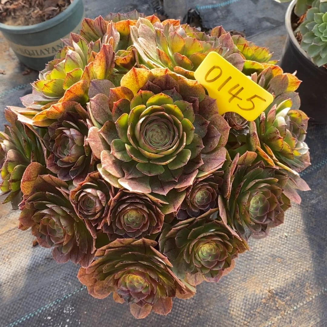 0145万圣节拉丝一物一拍