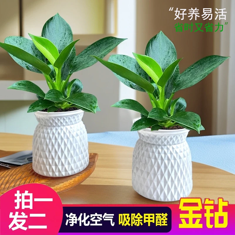 金钻绿植绿公主客厅净化空气室内盆栽植物室内懒人绿植盆栽室内