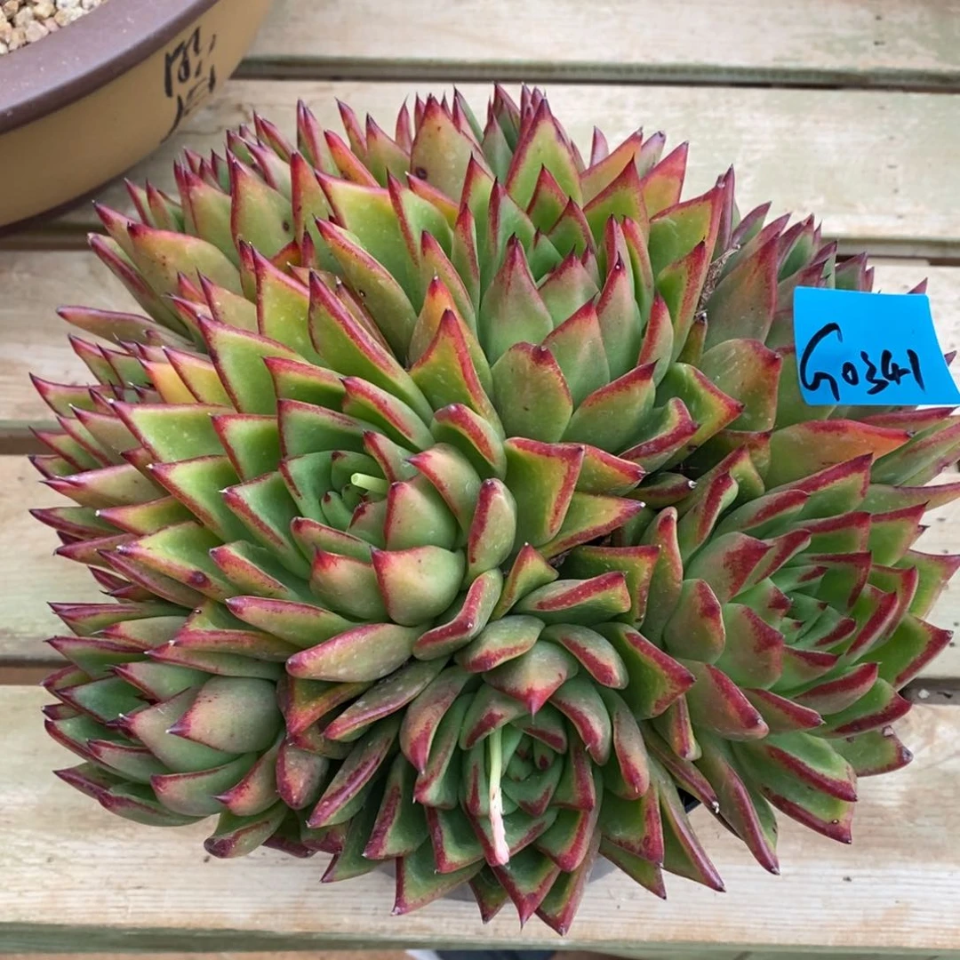 贝*多肉植物多肉植物0341