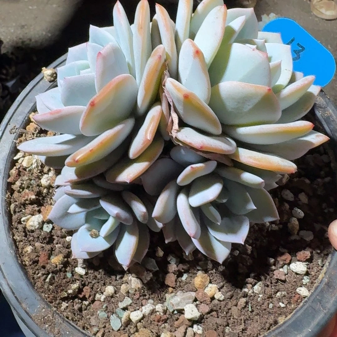 13韩版奶茶4头粗腿无砍