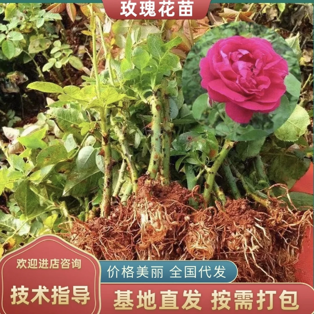 云南滇红墨红大马士革金边食用玫瑰花苗泡茶鲜花饼庭院地栽阳台