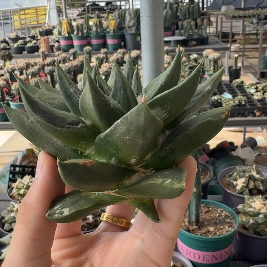 大单头龙牙无根福利价