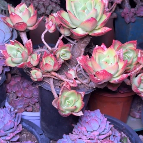 丽*梦多肉植物的植物