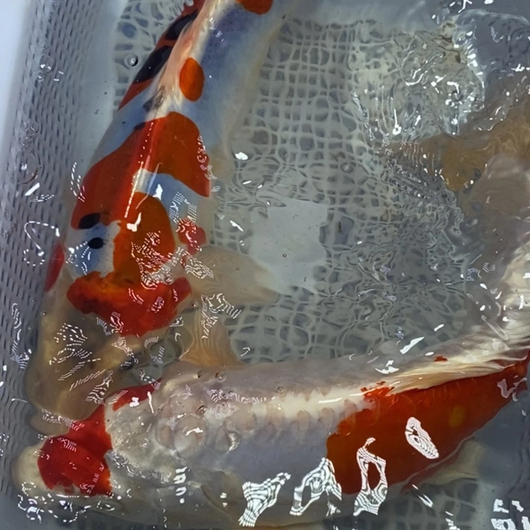 锦鲤冷水锦鲤包邮