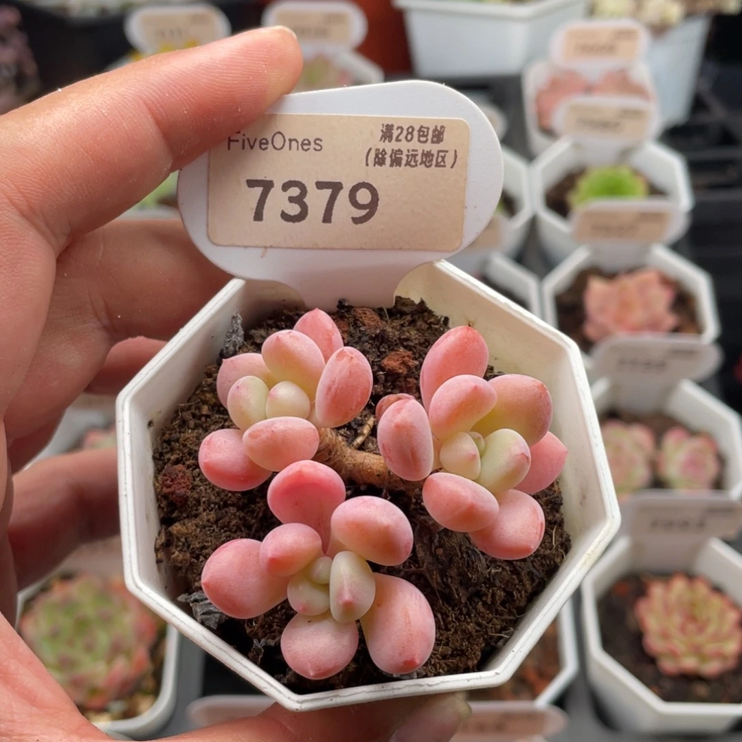 白鹭7379-5.5厘米