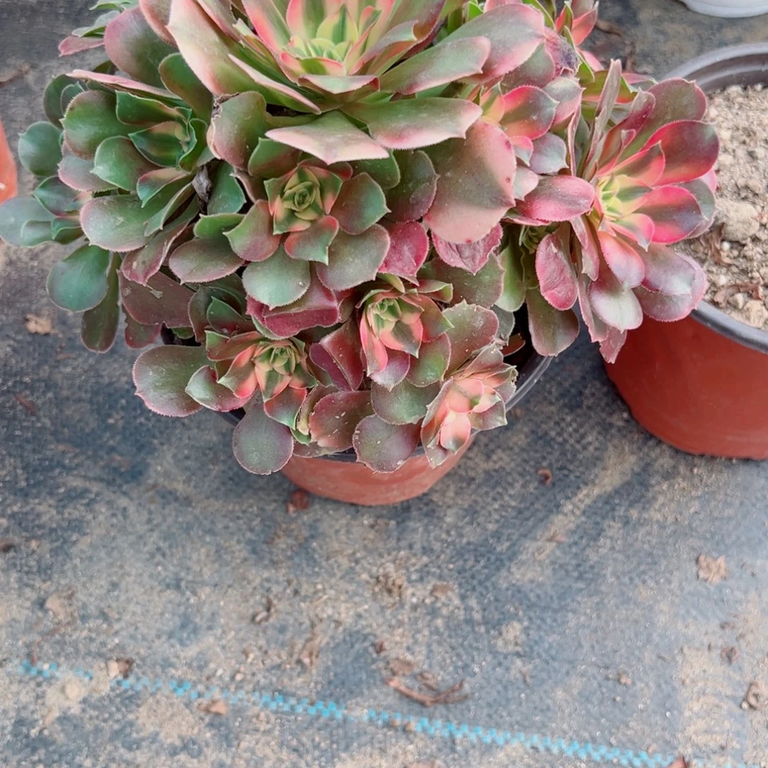 072香妃多肉植物法师多肉