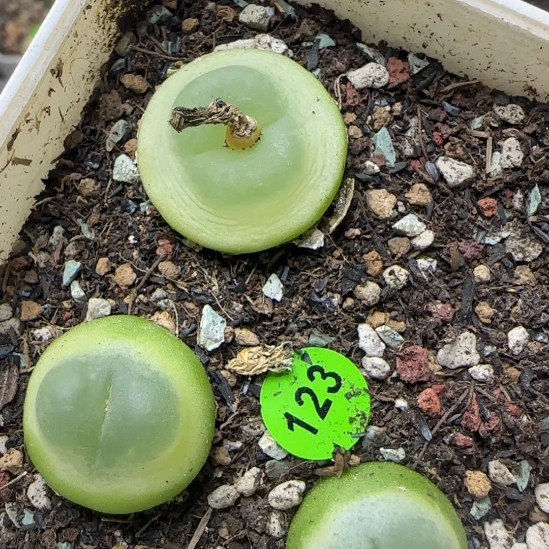 拉登1.6/1.7/2多肉123