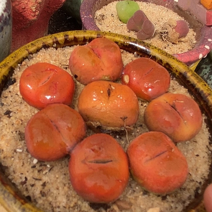 正版水蜜桃一颗有伤