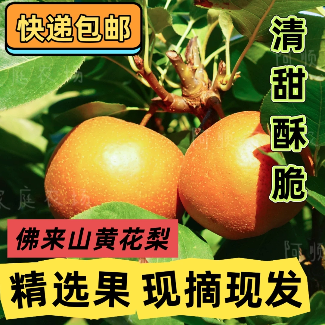 佛来山黄花梨现摘现发10斤包邮