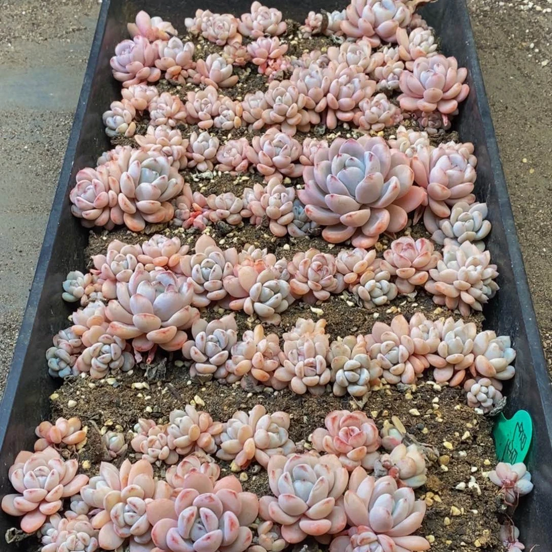 973多肉植物纤维面膜的功效