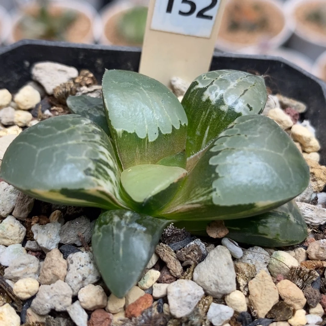 152火凤凰锦一物一拍