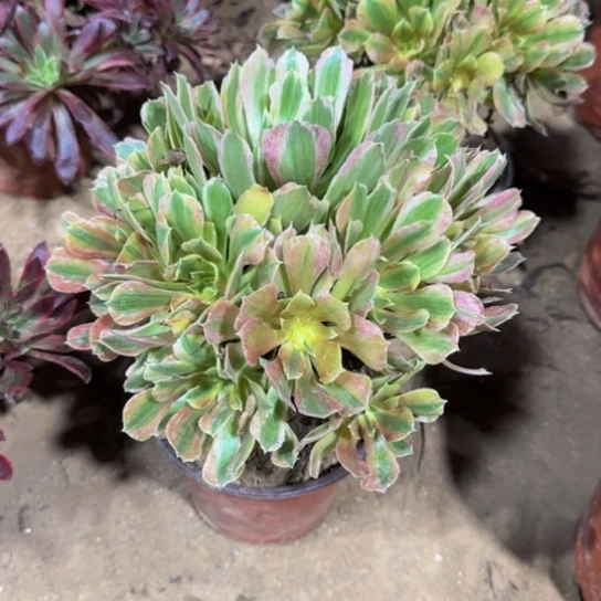 光辉法师12.8脱土发货
