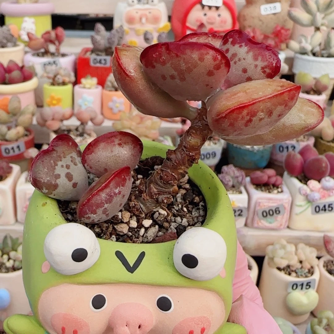 爱心水泡 盆口5cm