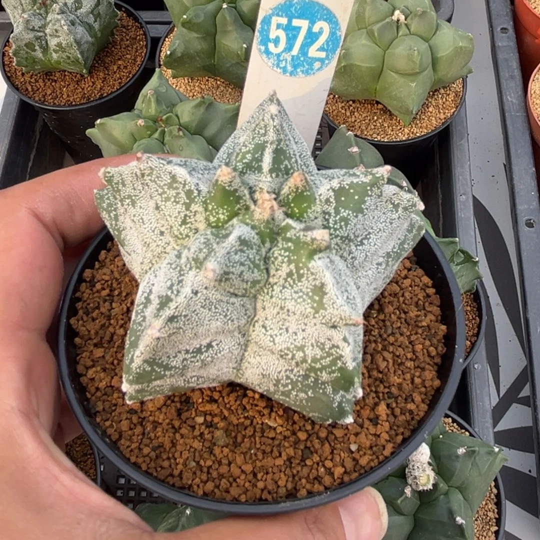 572实生龟甲鸾凤玉带盆带土