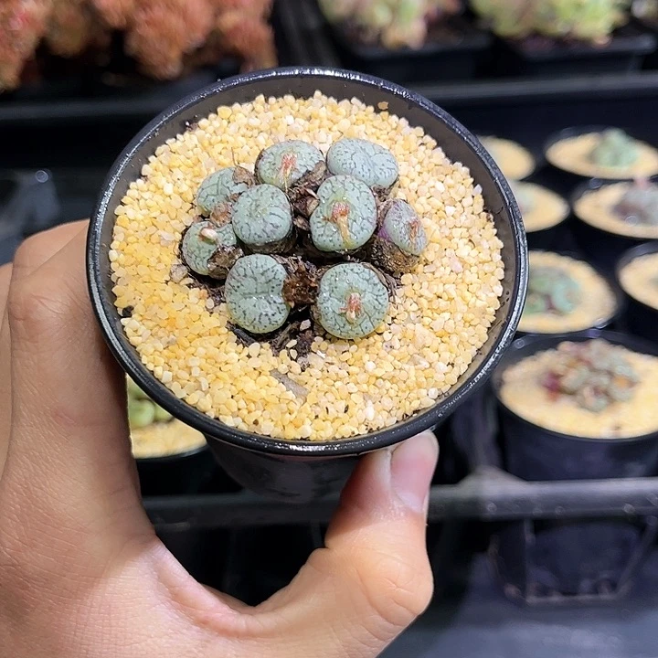 肉锥整群1号只发新疆