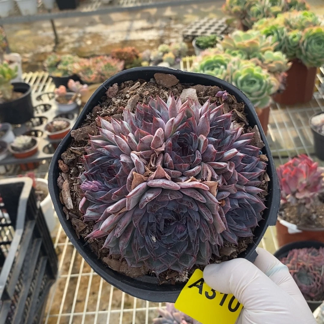 310蓝色妖姬一物一拍