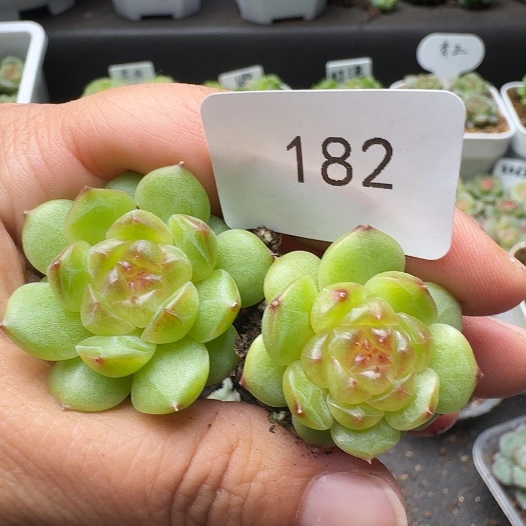 一物一拍一物一拍918-182