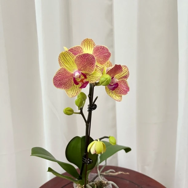 蝴蝶兰{三色鸟}开花株 清新淡雅绿色 桌面客厅 新疆基地