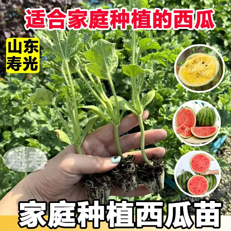 山东寿光各种西瓜苗盆栽小西瓜甜王黄皮红瓤冰糖麒麟懒汉黄小凤