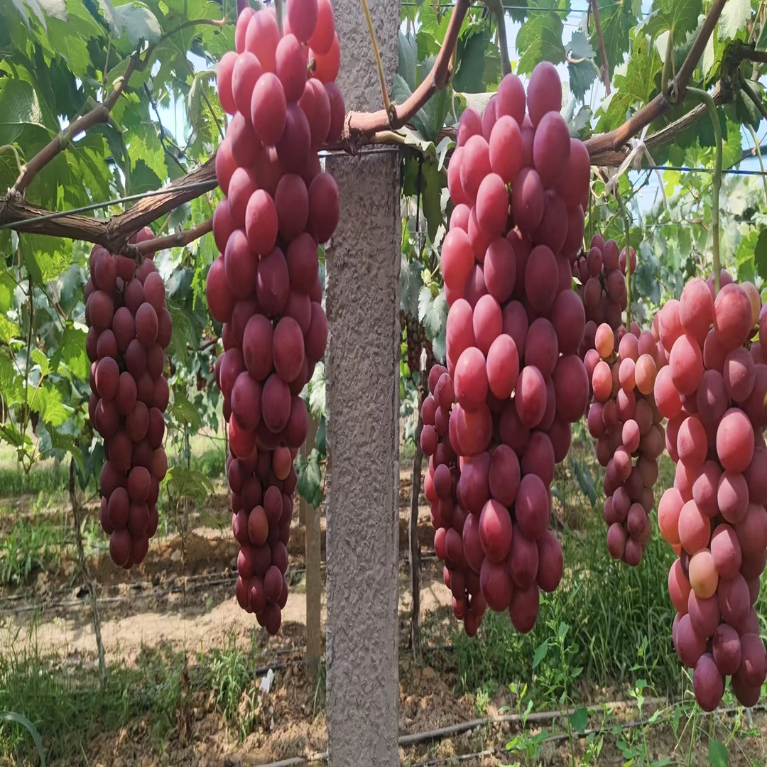 陕西妮娜皇后葡萄现纯甜无酸现摘现发产地直发包邮