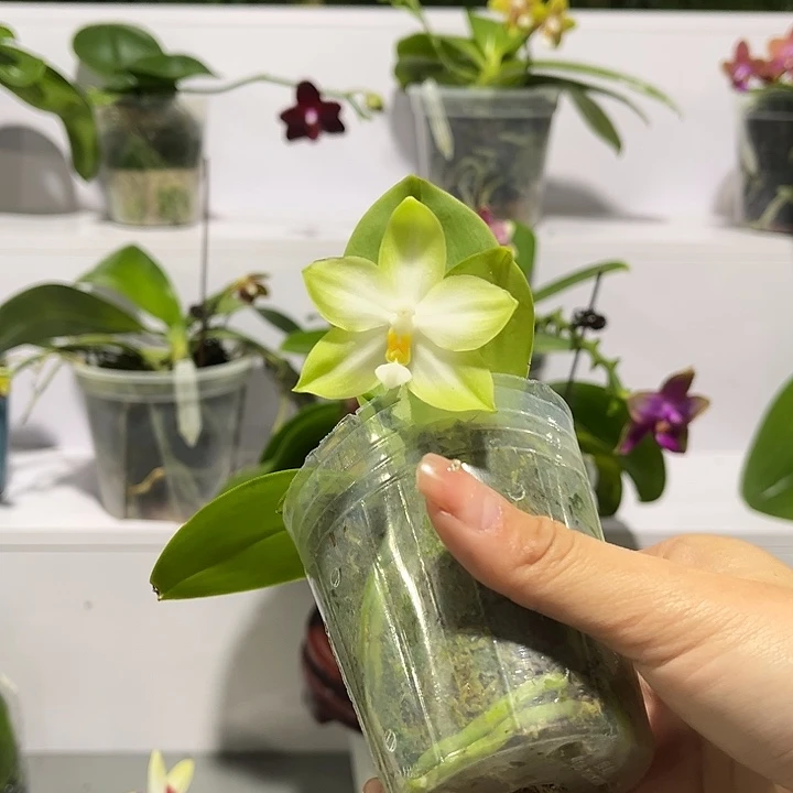 完全开放2.5寸杯 BKH 2201