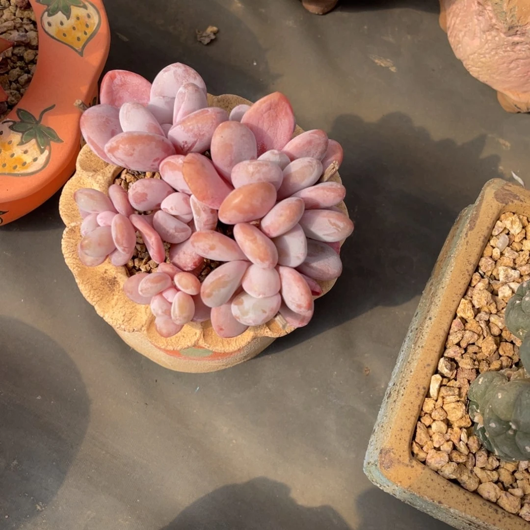 粉兔短胖群生景天