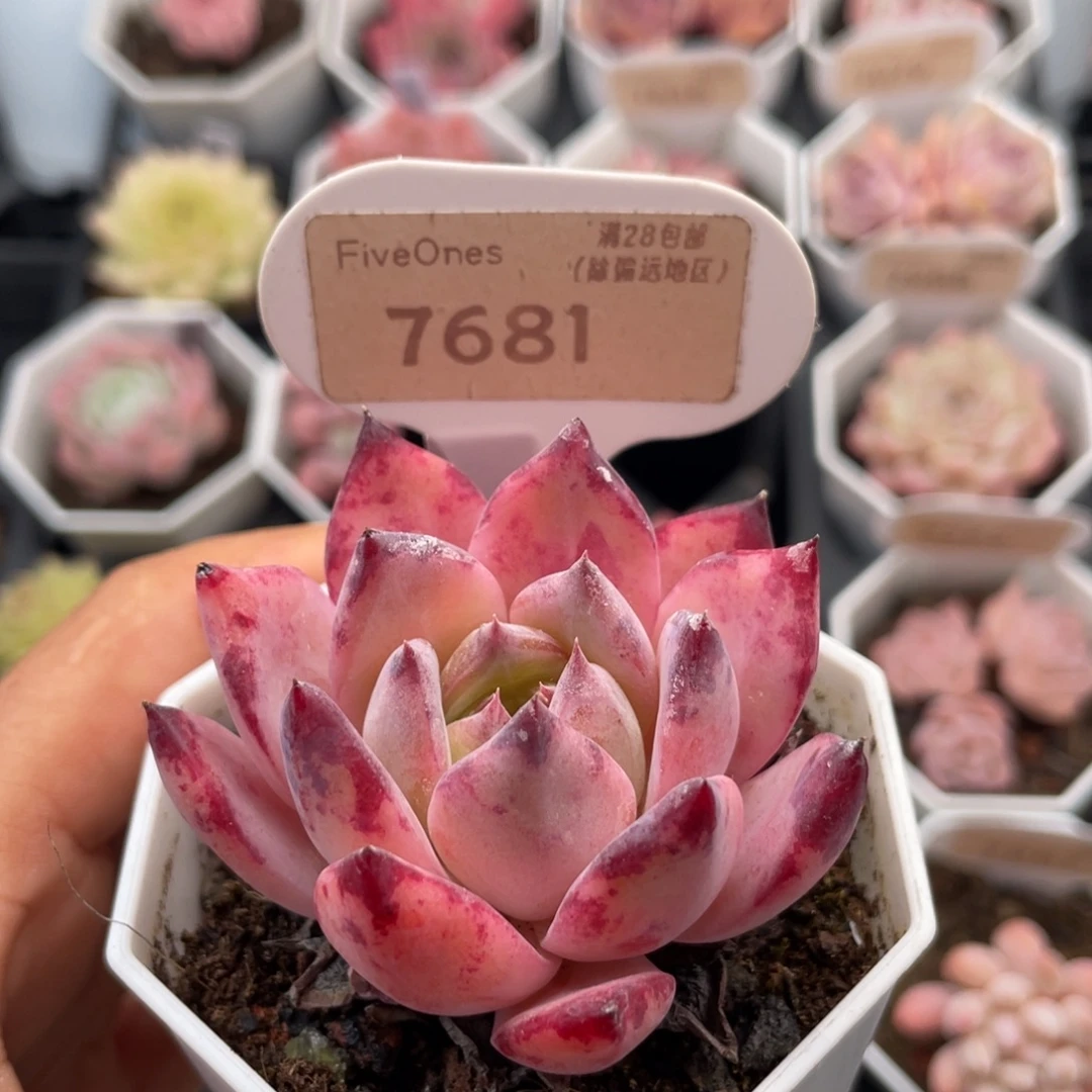 拉糖7681-5.5厘米