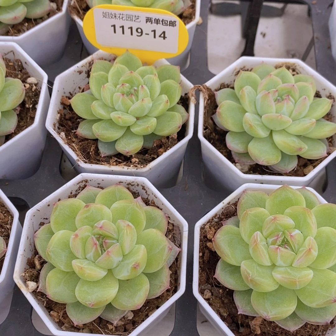 1119-14-精品雪花珍妮单头一个