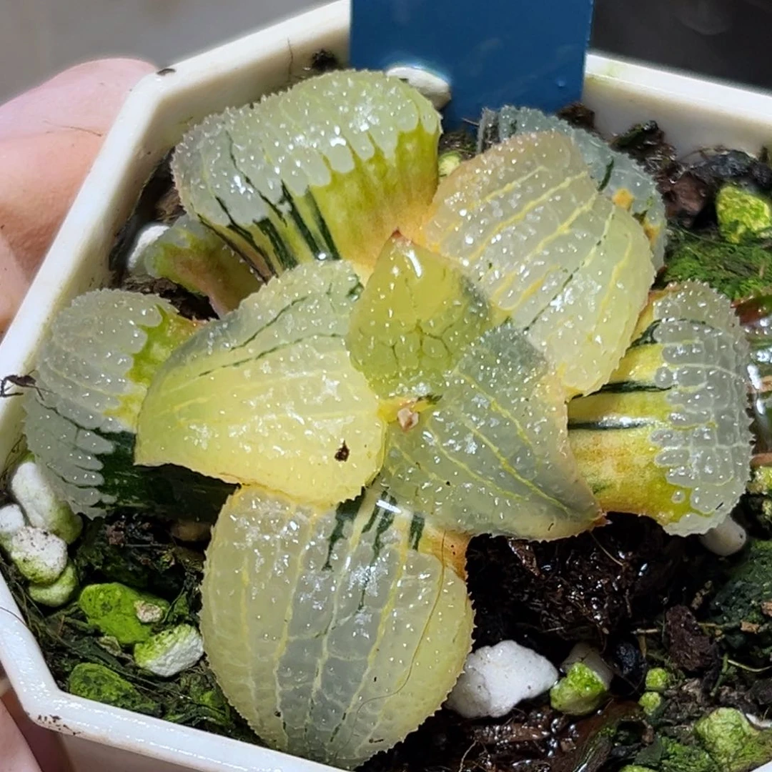 恭喜发财大吉大利786