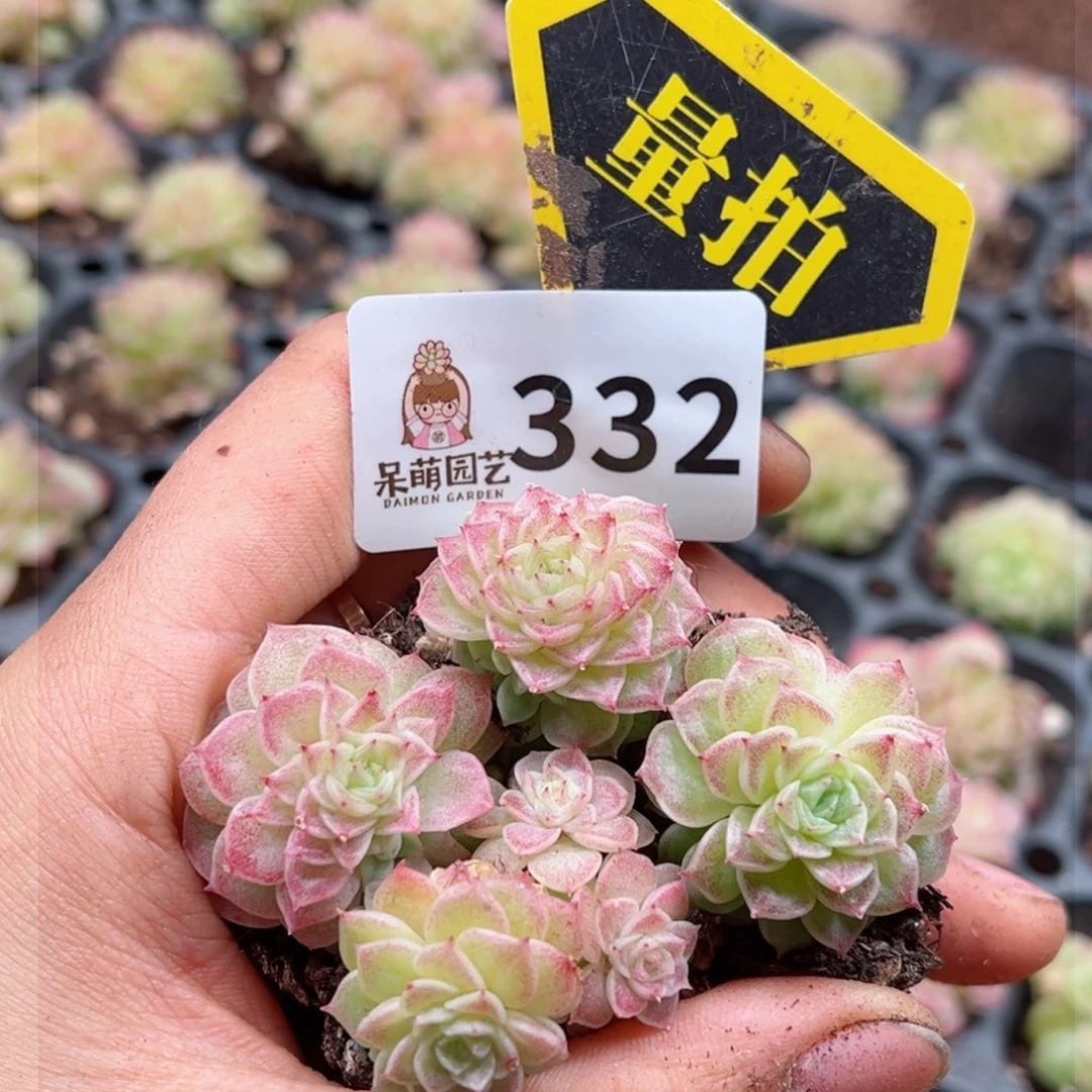 多肉植物多肉植物