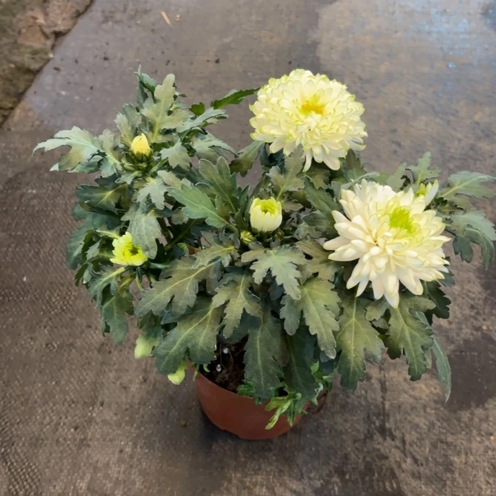 原盆原土绿天赞（特惠）盆栽