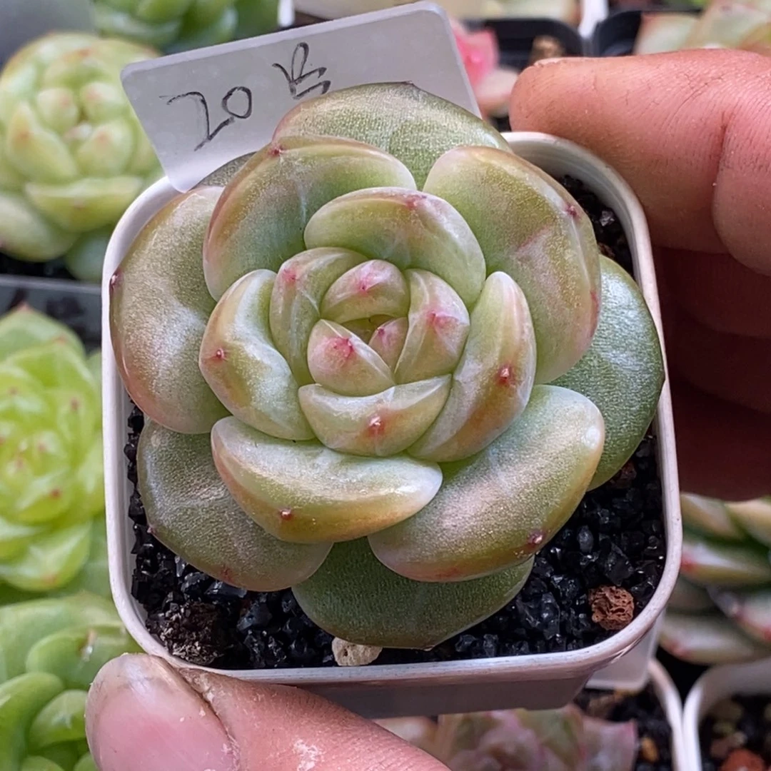 天官赐福百无禁忌