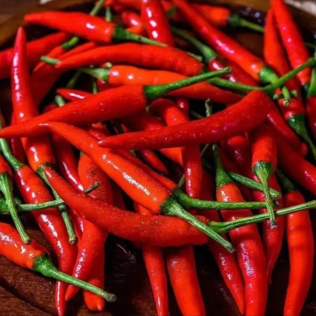 【特辣尖椒种子】四季种植盆栽地栽阳台小院种植