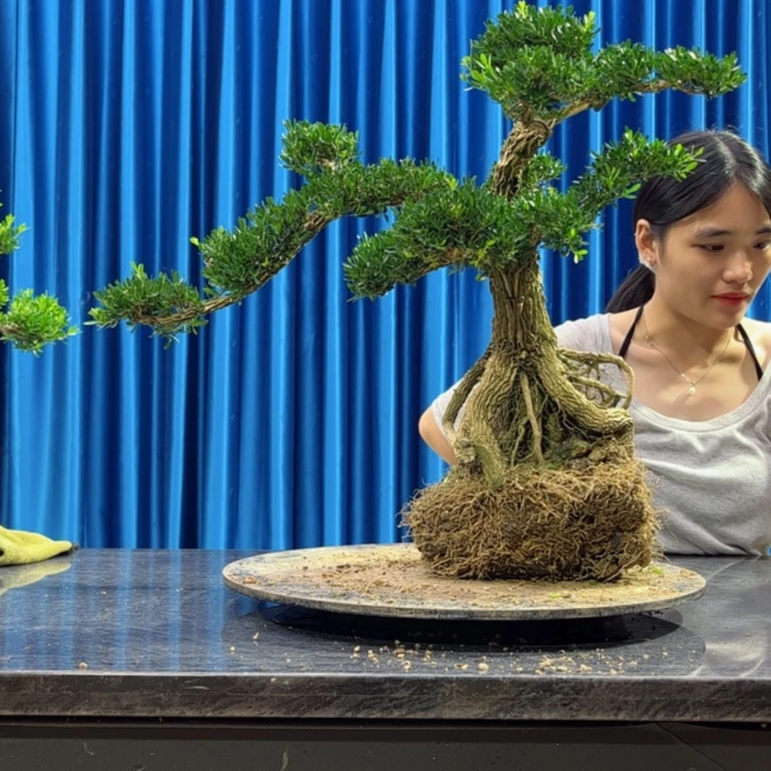 【闪购商品】当前无花朵，栽培后可花朵