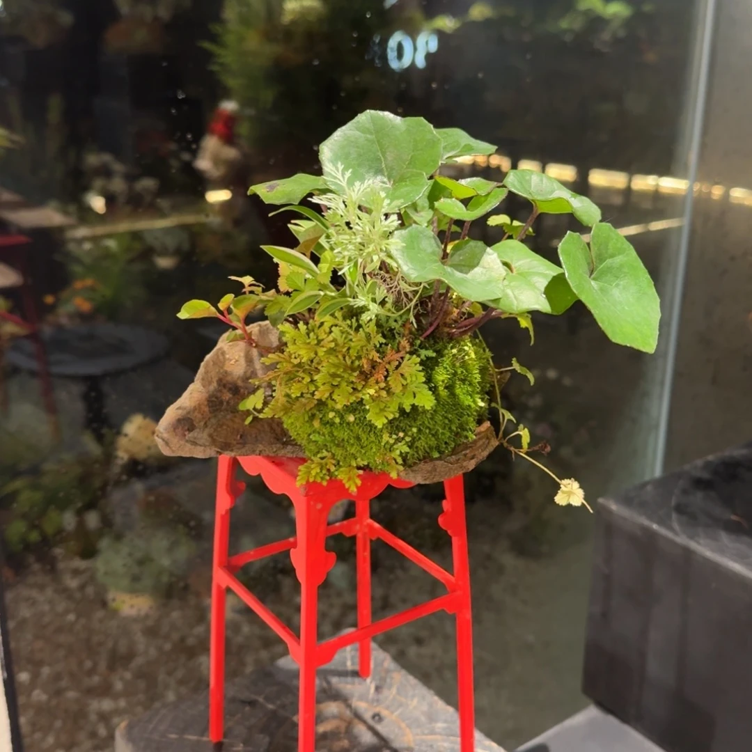 全部花朵山野草日本鞍马石