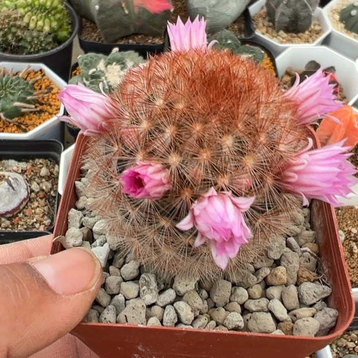 仙人球非常非常好看