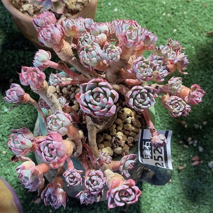 娜娜小沟25244多肉植物