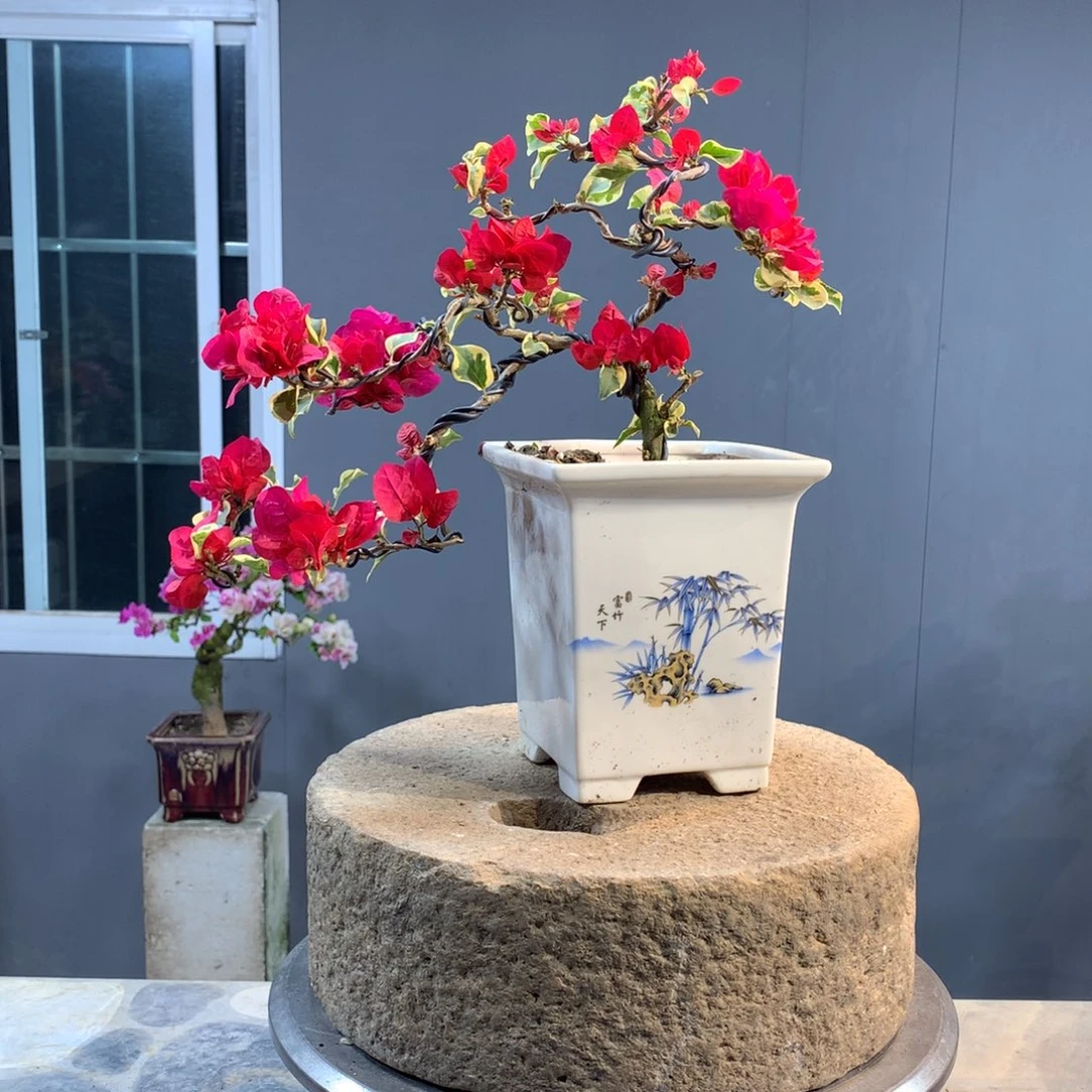 大量花朵（建议范围：8朵-15朵 或40%以上）