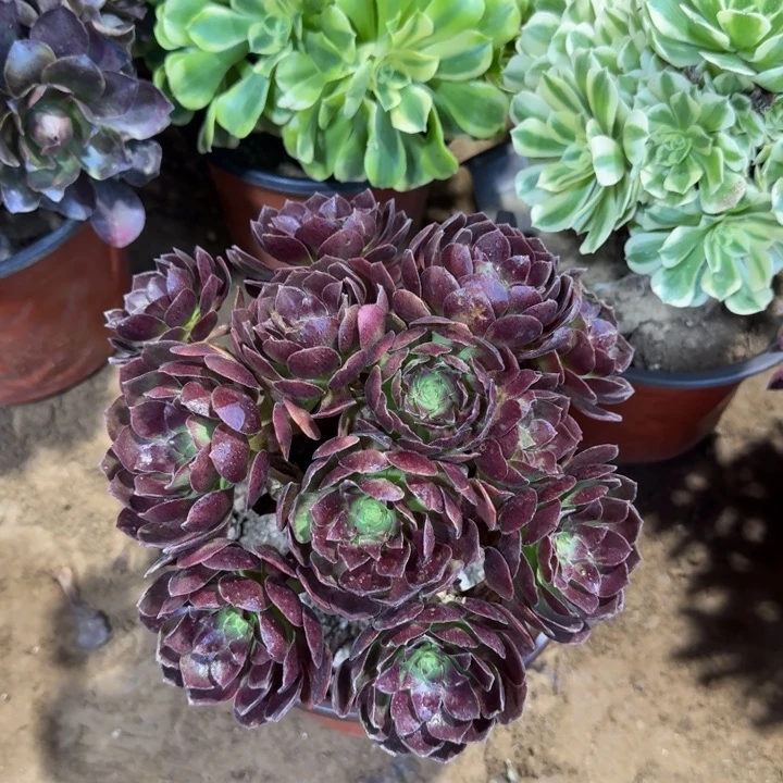 赤焰连掐心9.9。