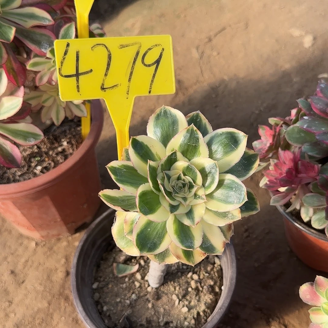 4279--燕姿多头多肉植物